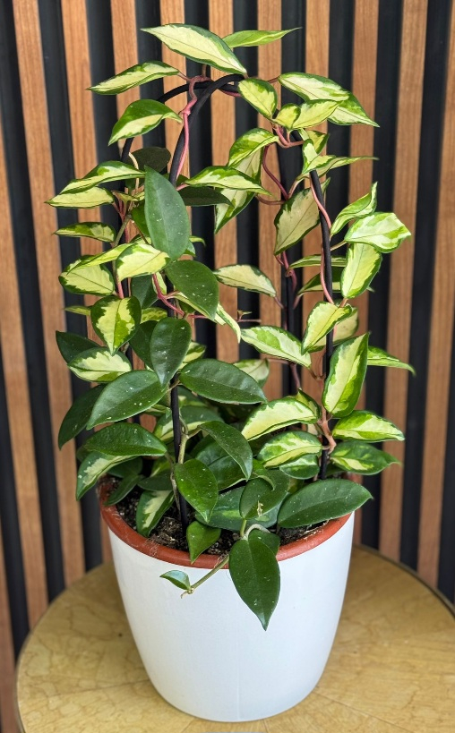 עציץ בת שבע קשתות