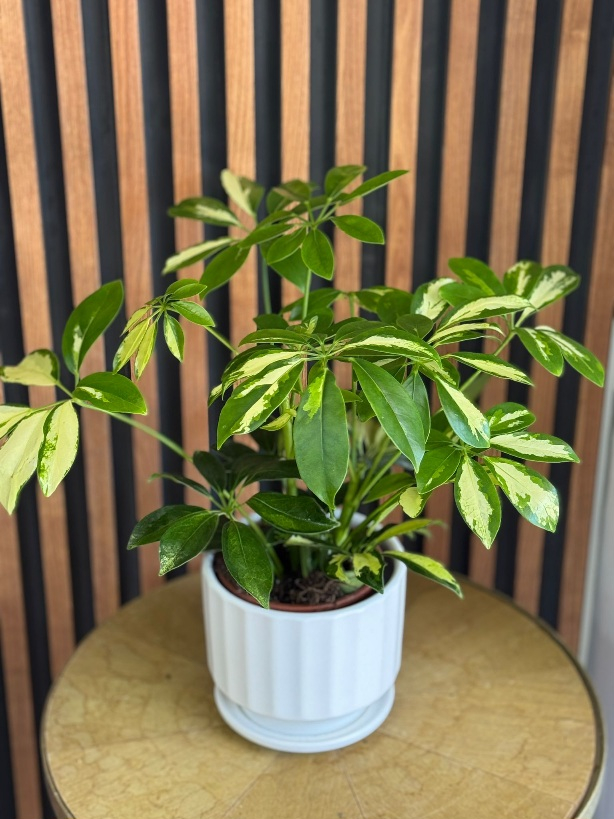 עציץ שיפלרה בכלי קרמיקה