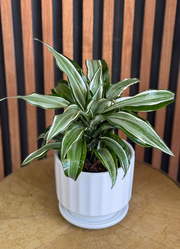 עציץ דרצנה בכלי קרמיקה