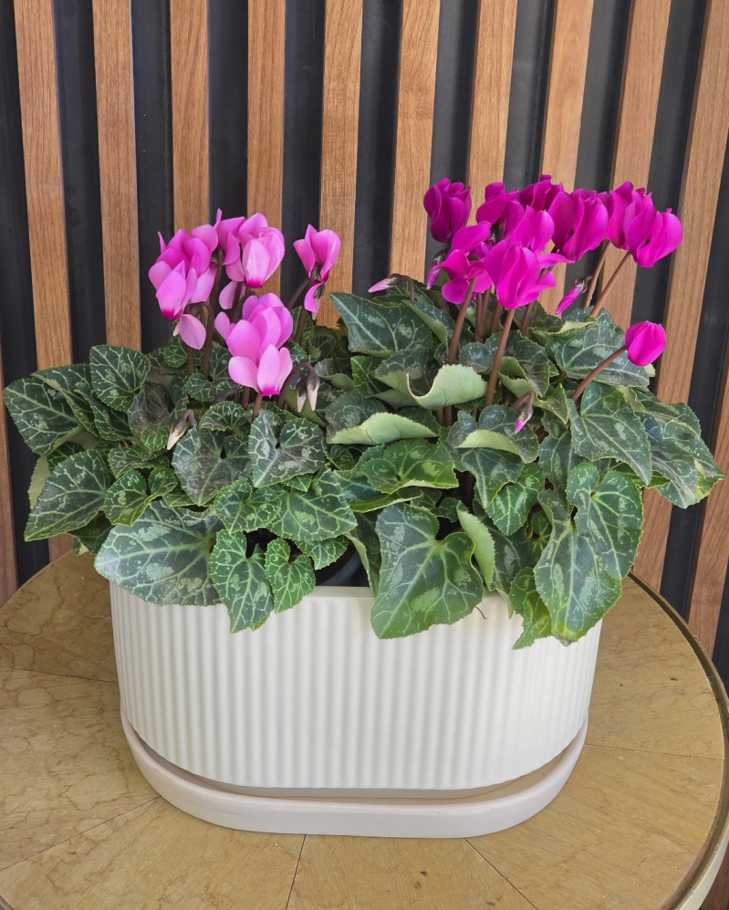 מיקס רקפות בקרמיקה